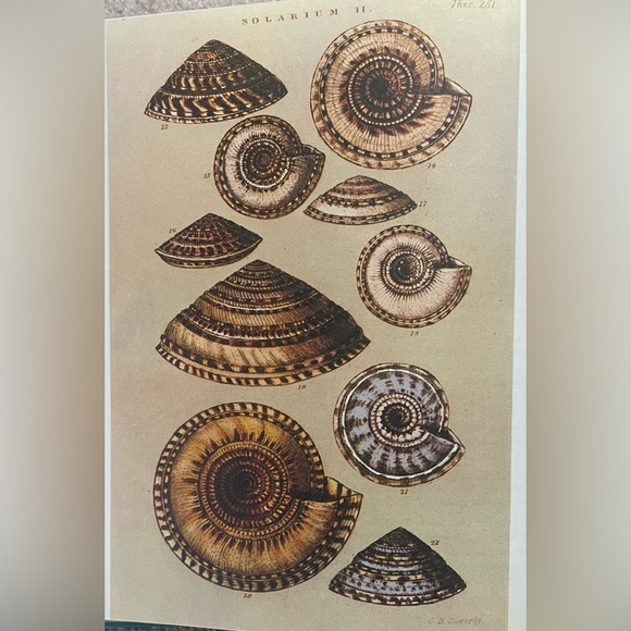 Shells Pleasures & Treasures First Edition Book with Slip Cover - Picture 11 of 13